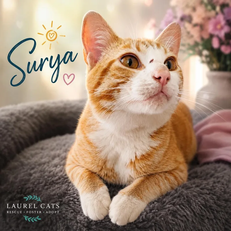 SuryaTotal Ginger Here thumbnail 5