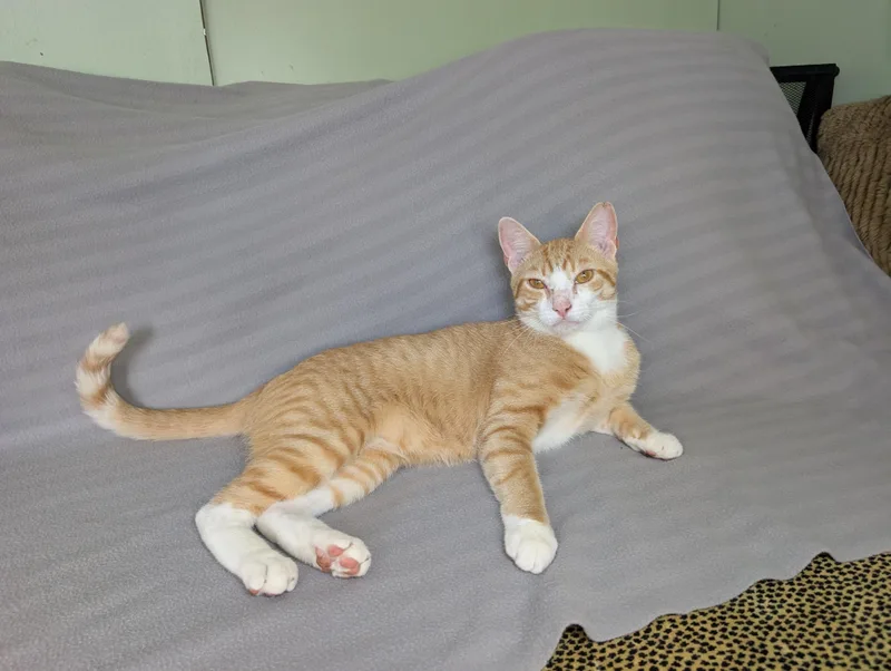SuryaTotal Ginger Here thumbnail 6