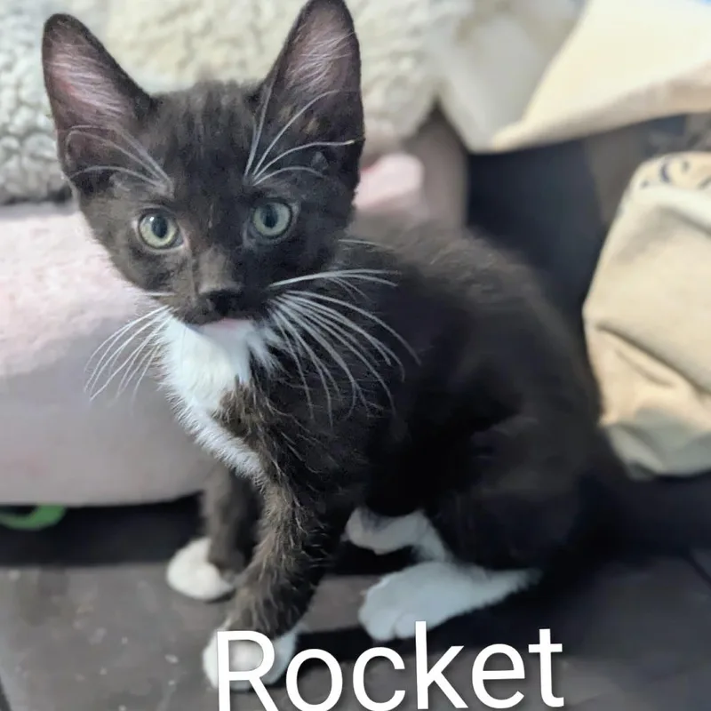 Rocket