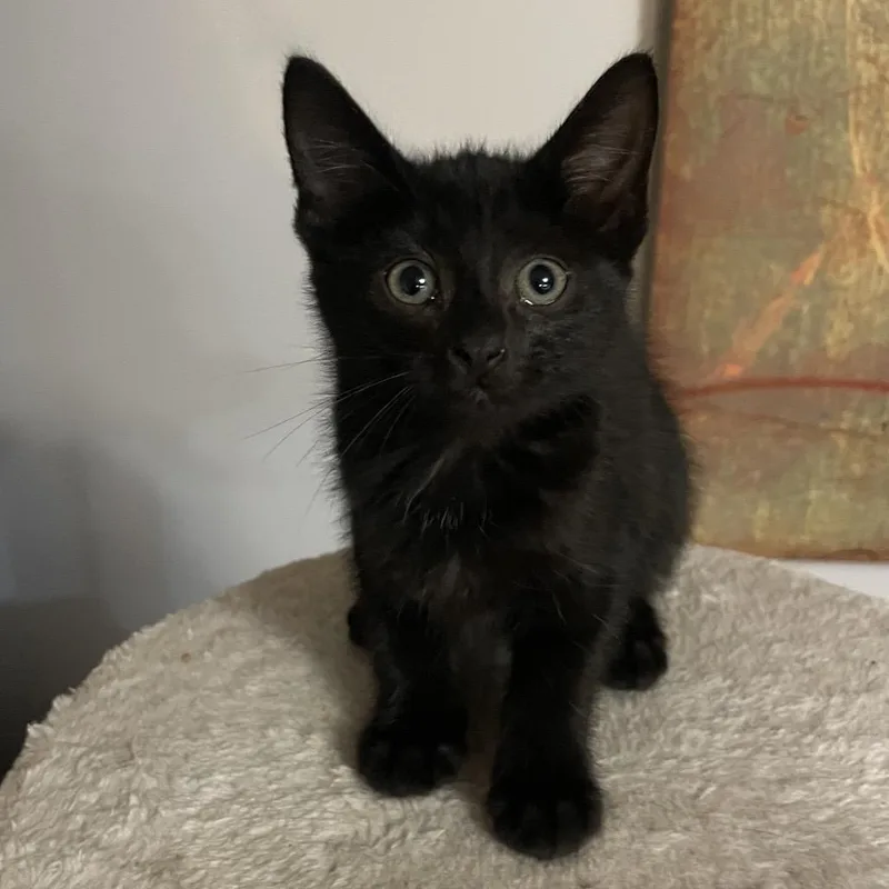 A baby small-sized female Black Domestic Short Hair cat named Cherry for adoption in Springboro, OH