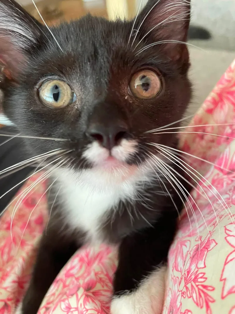 A baby medium-sized male Black & White / Tuxedo Domestic Short Hair cat named Jacoby for adoption in Concord, NC