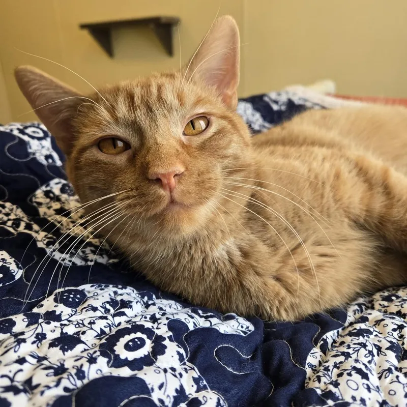 A young medium-sized male Orange / Red Domestic Short Hair cat named Burt for adoption in Tawas City, MI