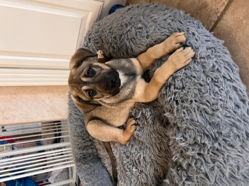 A baby small-sized male Tan German Shepherd Dog dog named Espresso for adoption