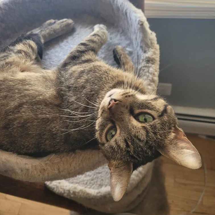 An adult small-sized female Tabby (Brown / Chocolate) Domestic Short Hair cat named Sierra Mist for adoption in Evanston, IL