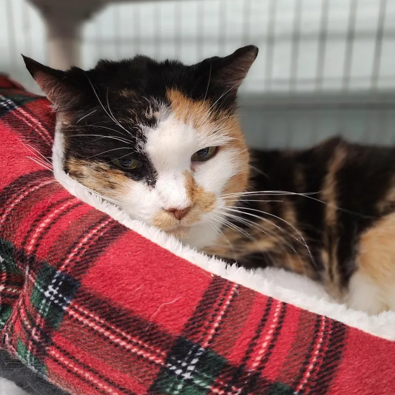 Truffles thumbnail 2