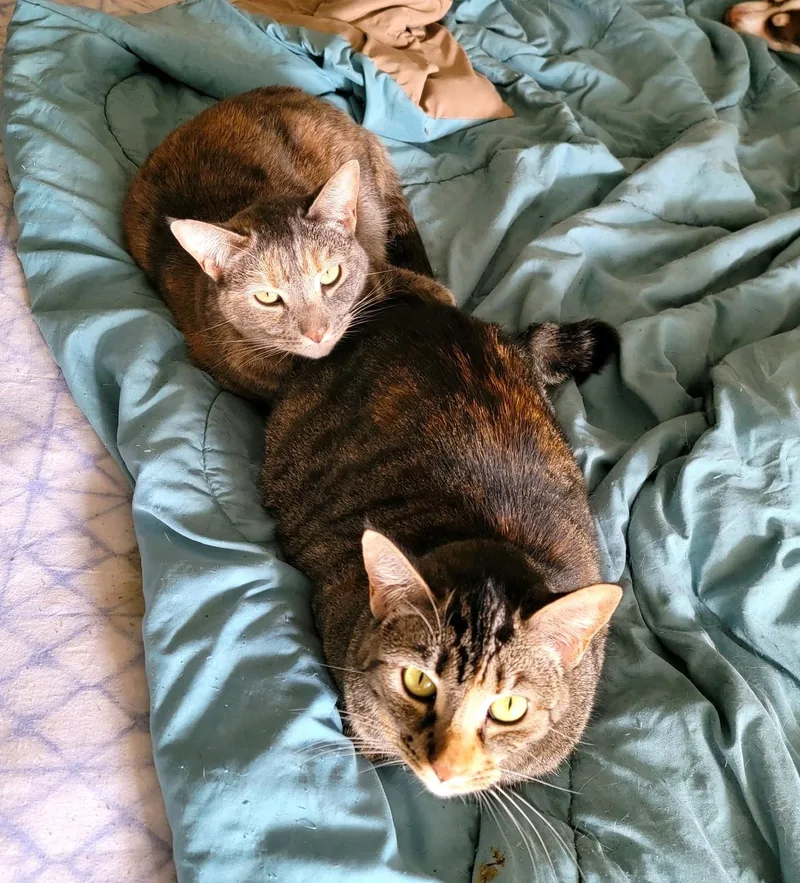 Ellie And Livvie Ncc