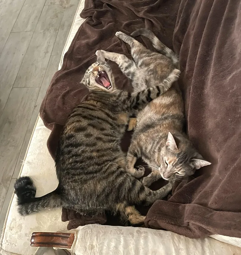 Ellie And Livvie Ncc thumbnail 3