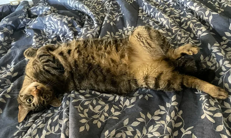 Ellie And Livvie Ncc thumbnail 4