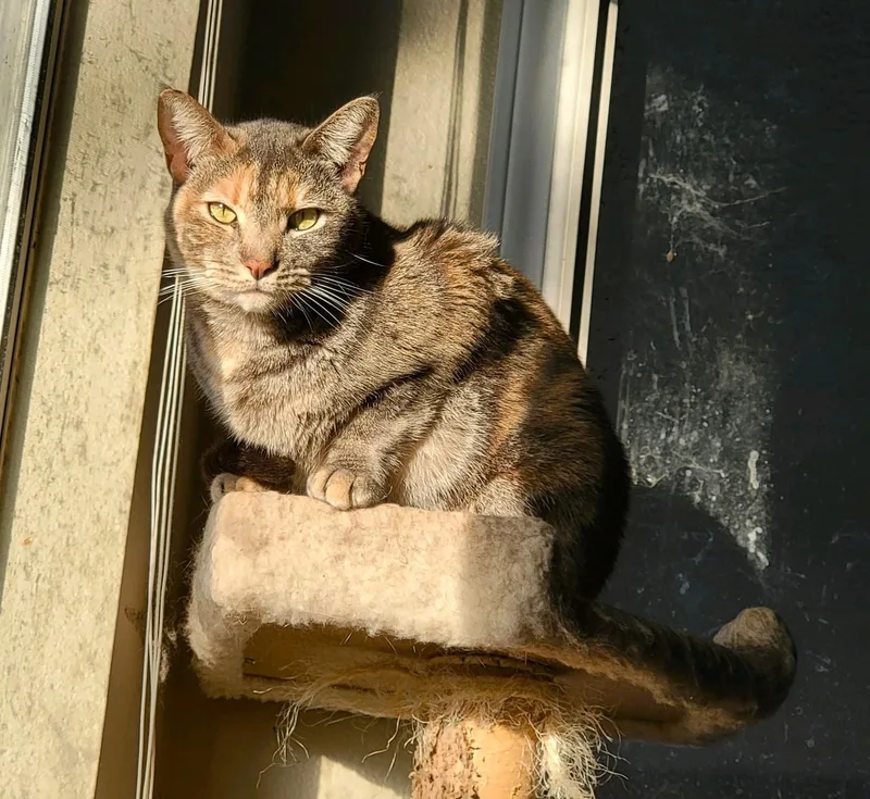 Ellie And Livvie Ncc thumbnail 5