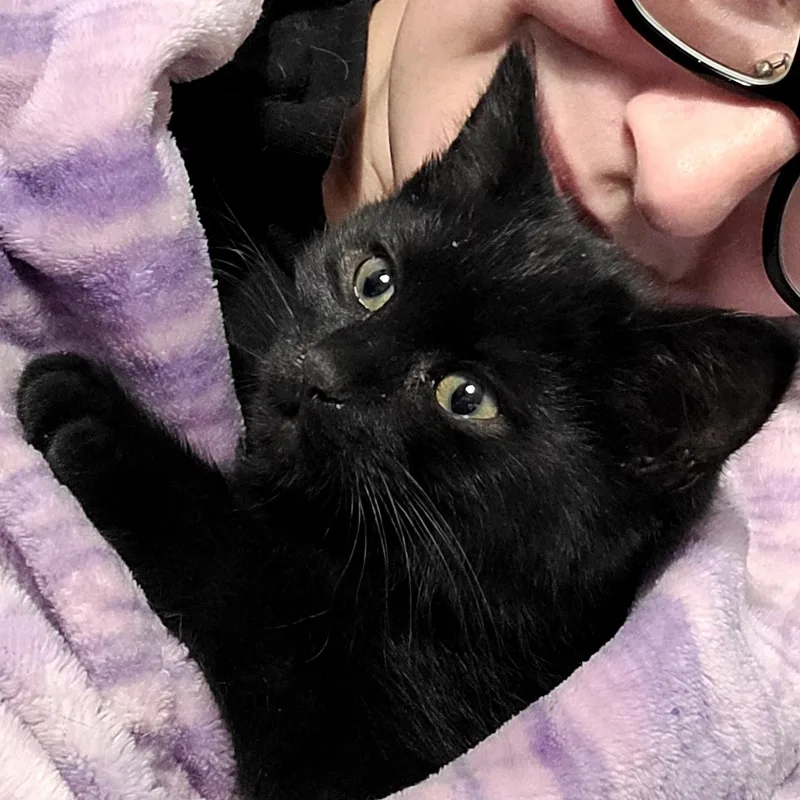 A baby medium-sized female Black Domestic Short Hair cat named Sheba for adoption in Portland, OR
