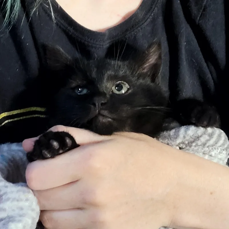 Sheba thumbnail 2