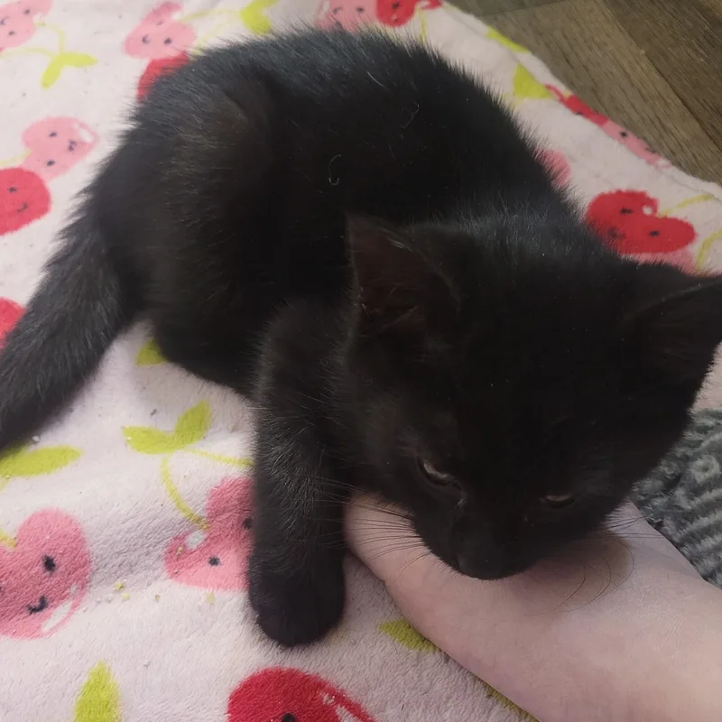 Sheba thumbnail 3