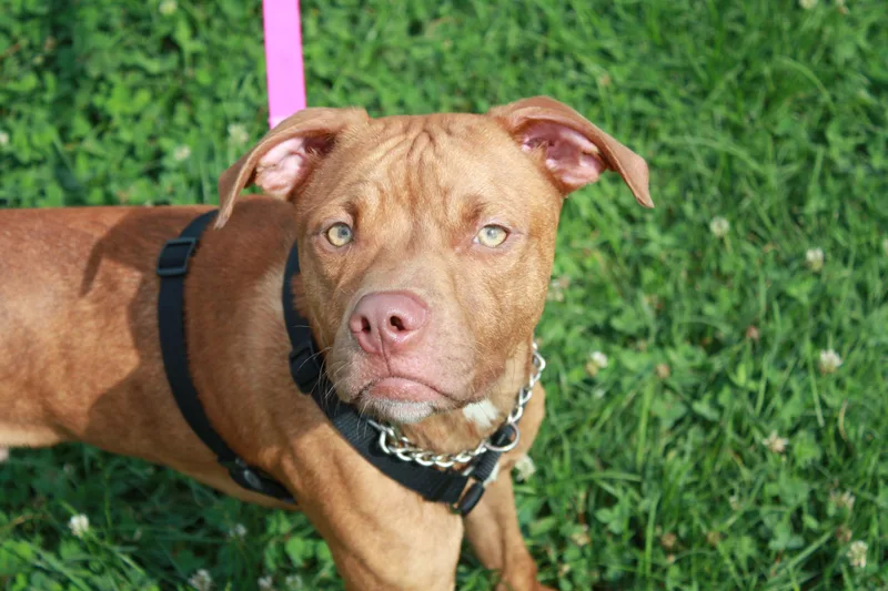 A young medium-sized male Golden Pit Bull Terrier dog named Bubbles for adoption in Indiana, PA