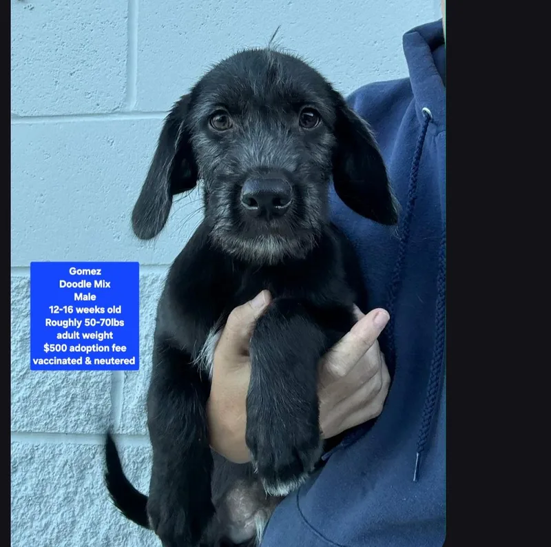 A baby large-sized male Labradoodle dog named Gomez for adoption in Oviedo, FL