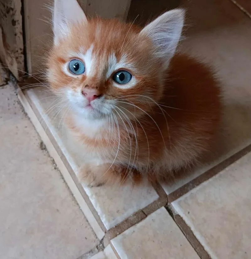 Tiger Lily thumbnail 3