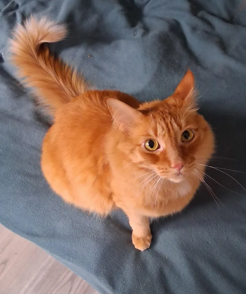 An adult medium-sized male Orange & White Domestic Long Hair cat named Murray for adoption in Bothell, WA