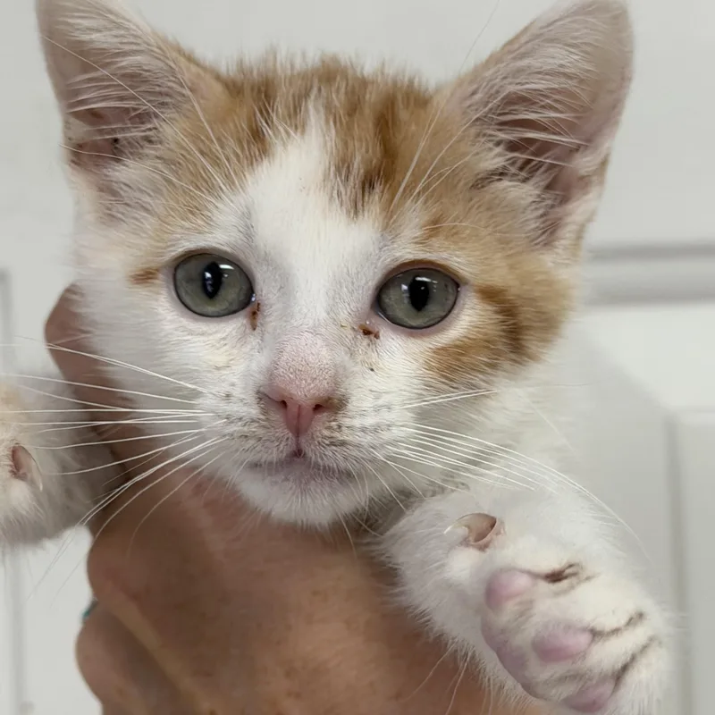 A baby medium-sized male Domestic Short Hair cat named Spongebob for adoption in Columbia, SC