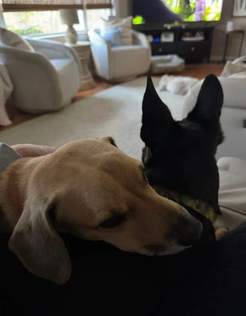 Finn & Adin thumbnail 5