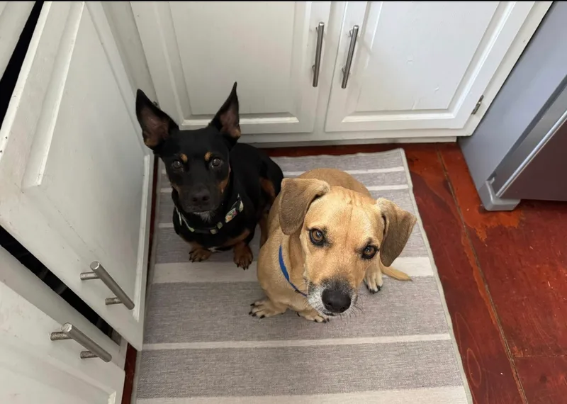 Finn & Adin thumbnail 3