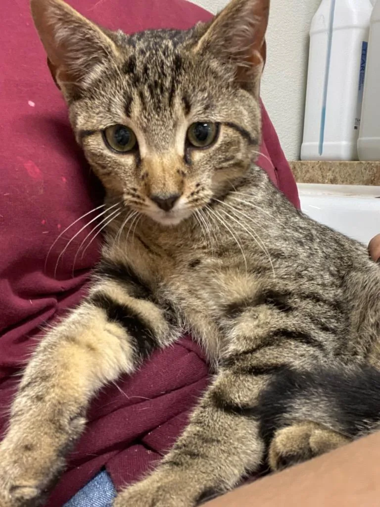 A baby medium-sized male Domestic Short Hair cat named Mr. Mayor for adoption in Fall River, MA