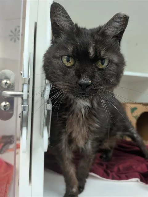 A senior medium-sized female Domestic Medium Hair cat named Morgana for adoption in Indianapolis, IN
