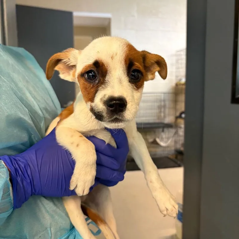 A baby small-sized male Yellow / Tan / Blond / Fawn Mixed Breed dog named Cinder for adoption in Huntington, WV