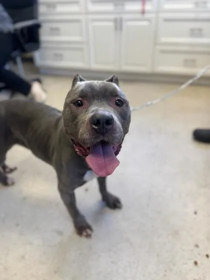 An adult medium-sized female Mixed Breed dog named Marceline for adoption in West Chester, PA