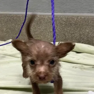 A baby small-sized male Terrier dog named Mulligan for adoption in Las Vegas, NV