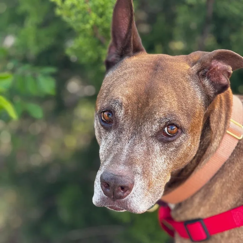 Melon Loaf thumbnail 2