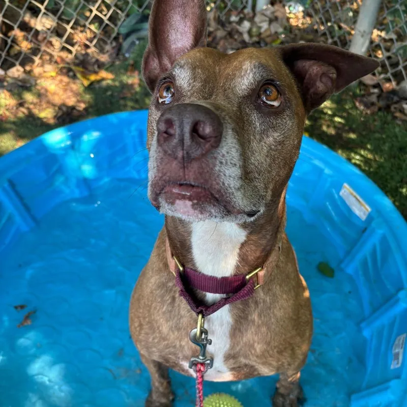 Melon Loaf thumbnail 3