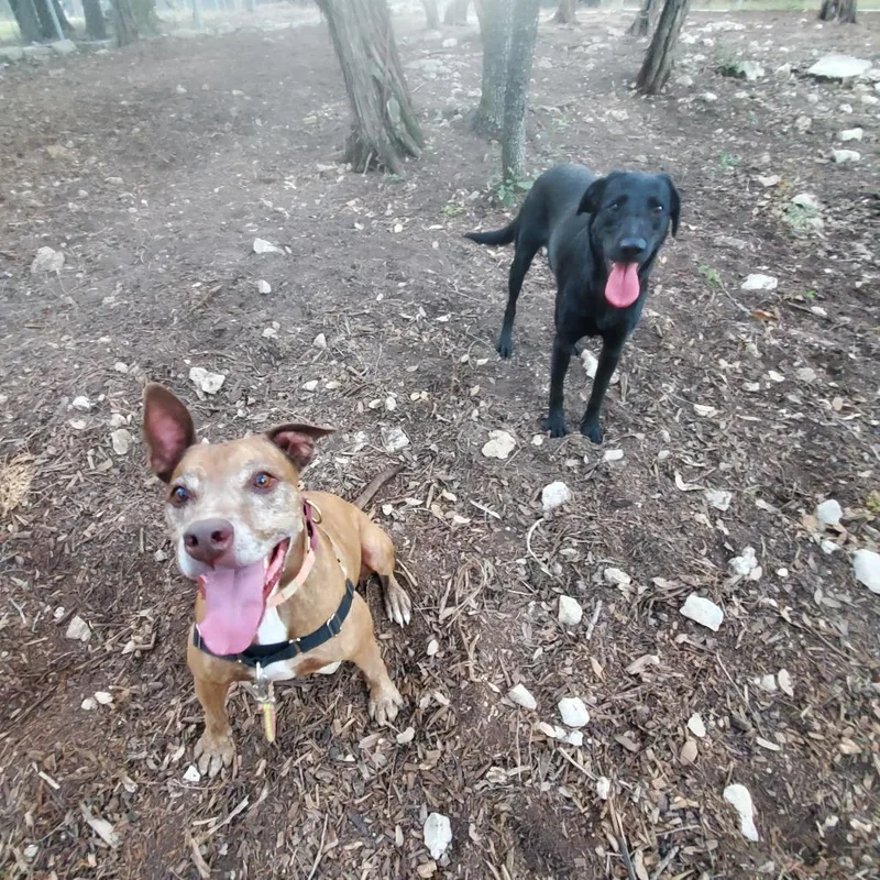 Melon Loaf thumbnail 4