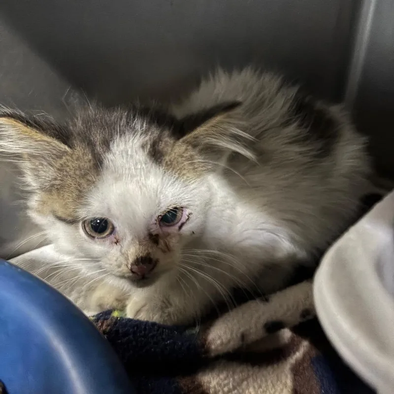 A baby small-sized female White Domestic Long Hair cat named Parfait for adoption in St Joseph, MO