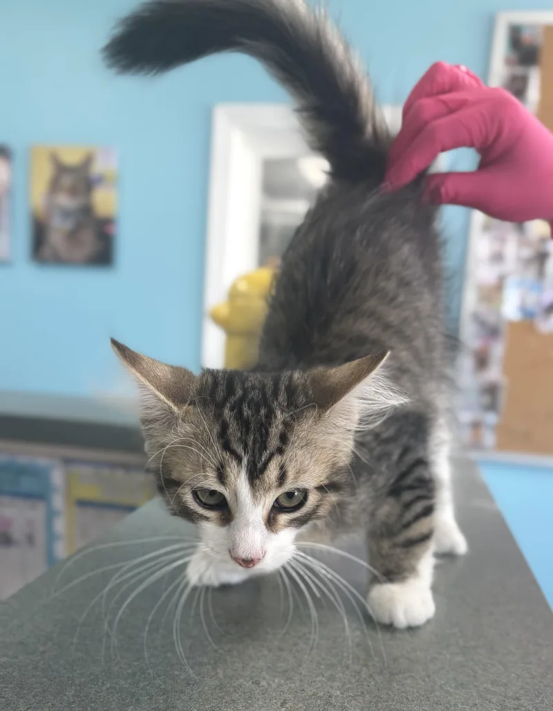 A baby medium-sized male Tabby (Brown / Chocolate) Maine Coon cat named Chad for adoption in Bardstown, KY