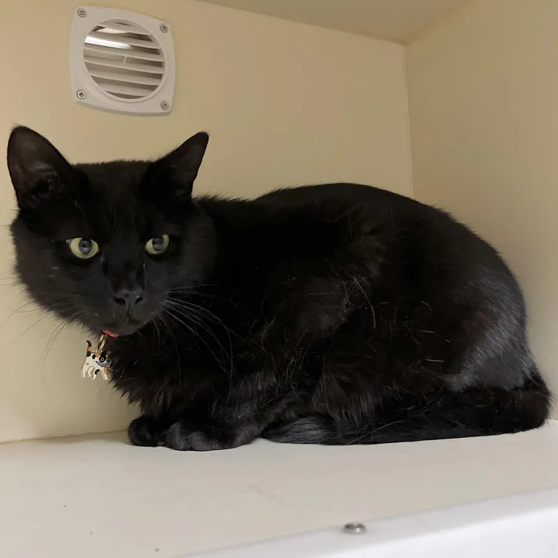 An adult medium-sized male Black Domestic Short Hair cat named Jedi for adoption in Victor, NY