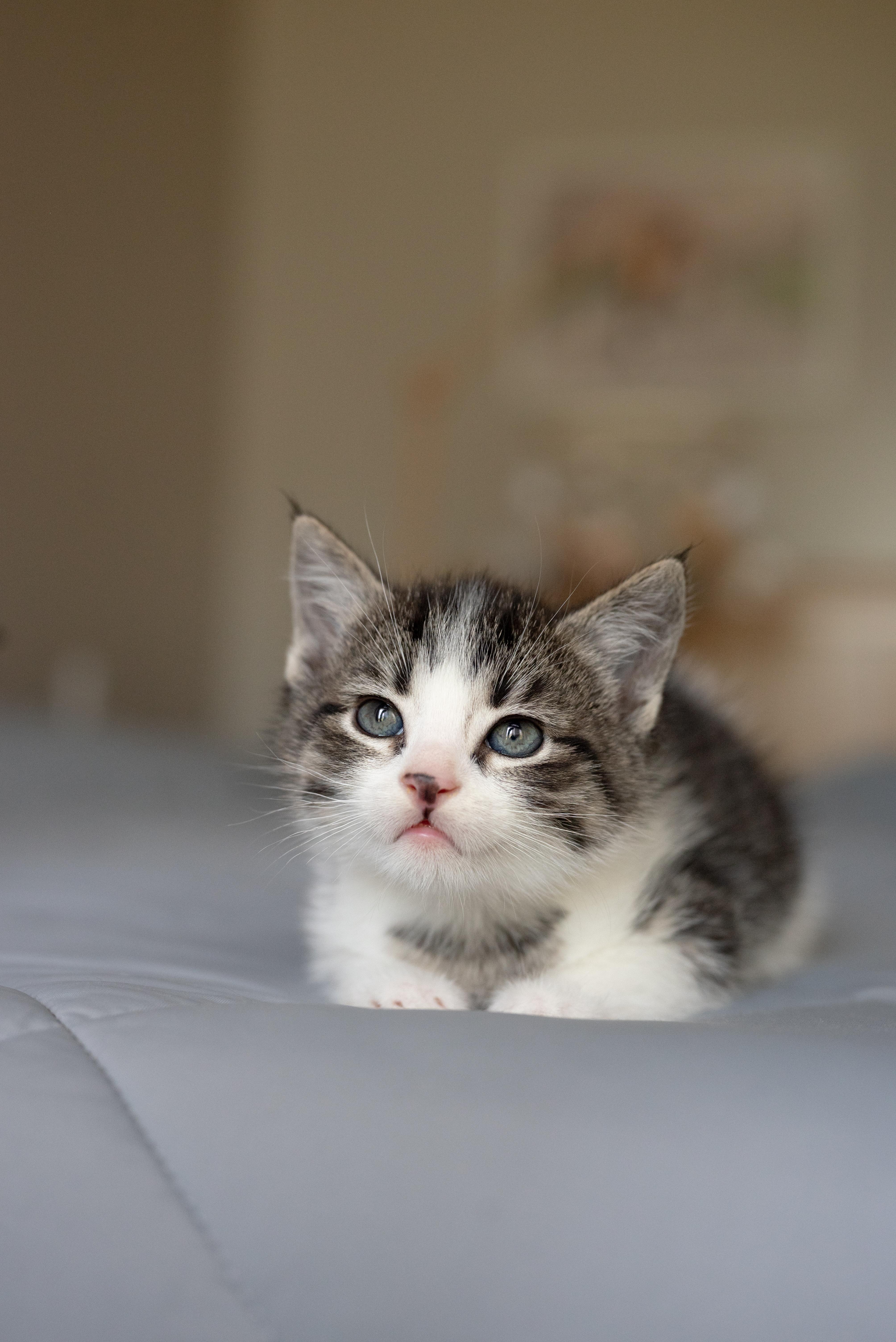 A baby small-sized male Domestic Short Hair cat named Heaven's Door for adoption in Fruit Heights, UT