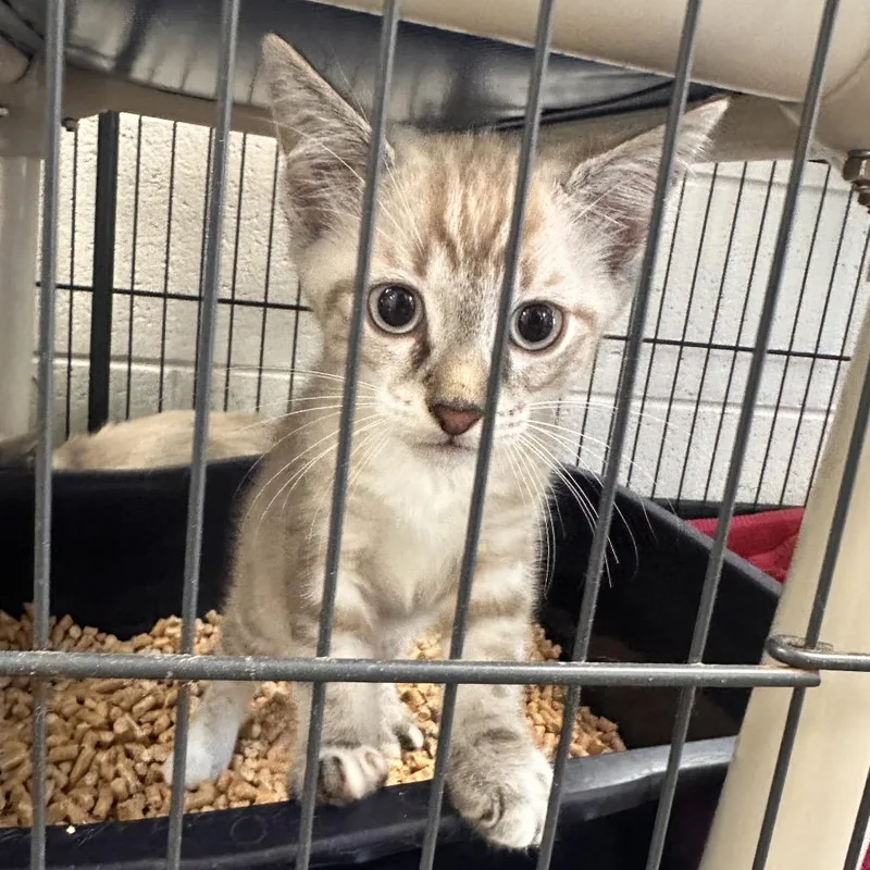 A baby small-sized male White Siamese cat named Corbin for adoption in Rocky Mount, VA