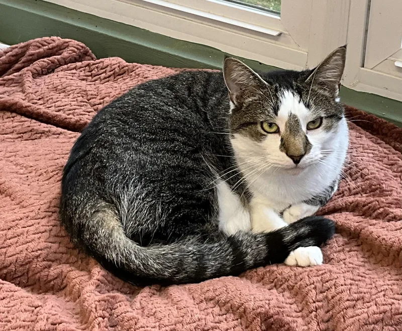 An adult medium-sized male Tabby (Tiger Striped) Domestic Short Hair cat named Adam for adoption in Avonmore, PA