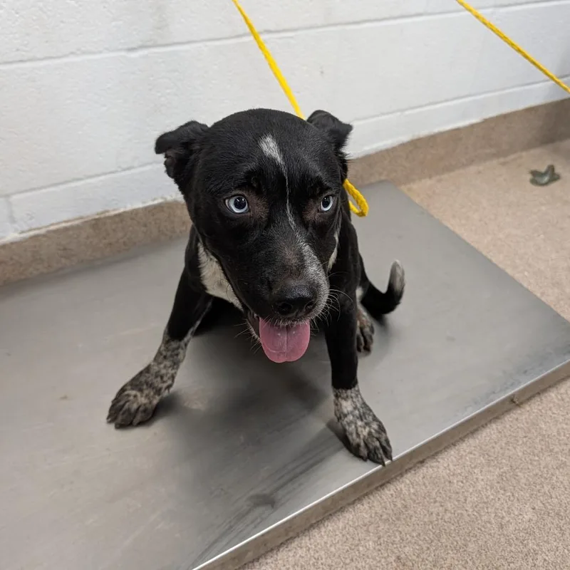 A young medium-sized female Black Mixed Breed dog named Peach for adoption in Ardmore, OK
