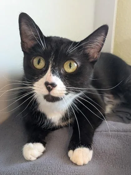 A young small-sized female Domestic Short Hair cat named Manzana for adoption in Divide, CO