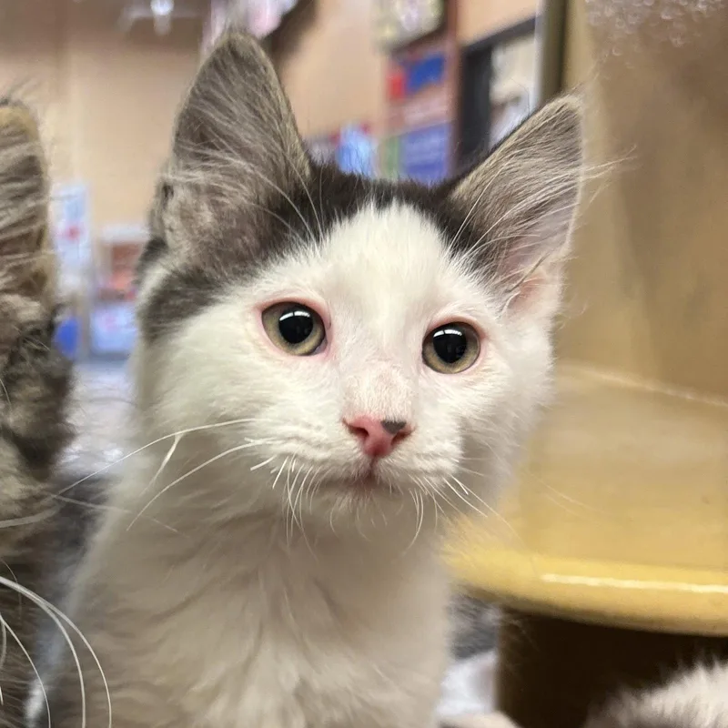 A baby medium-sized male Domestic Long Hair cat named Marshmallow for adoption in Sonora, CA