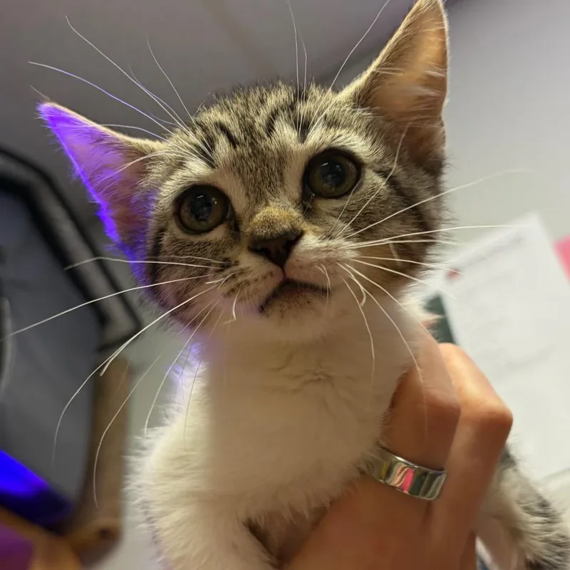 A baby small-sized female Gray / Blue / Silver Domestic Short Hair cat named Luz for adoption in Chattanooga, TN