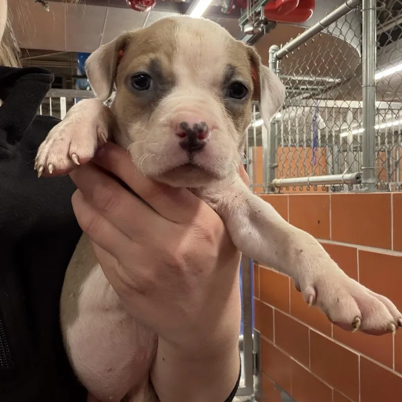 Phoebe ~ Coming Soon!!!