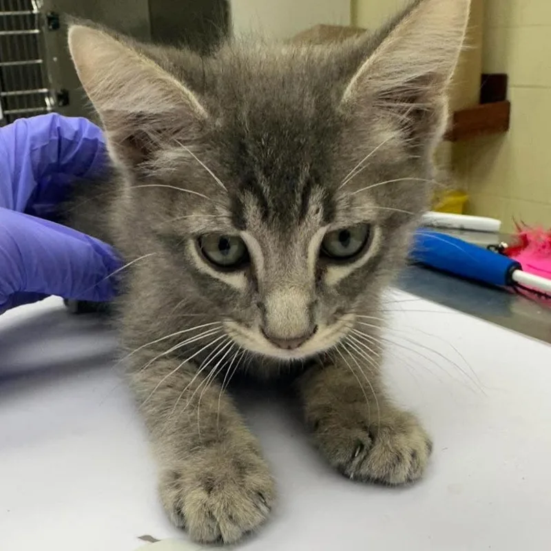 A baby small-sized male Gray / Blue / Silver Domestic Short Hair cat named Amos for adoption in Bastrop, TX