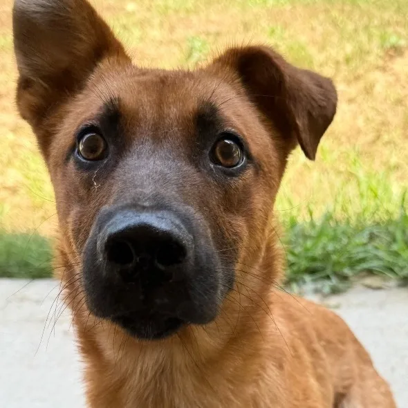 A young small-sized female German Shepherd Dog dog named Sarabi for adoption in Pine Bluff, AR