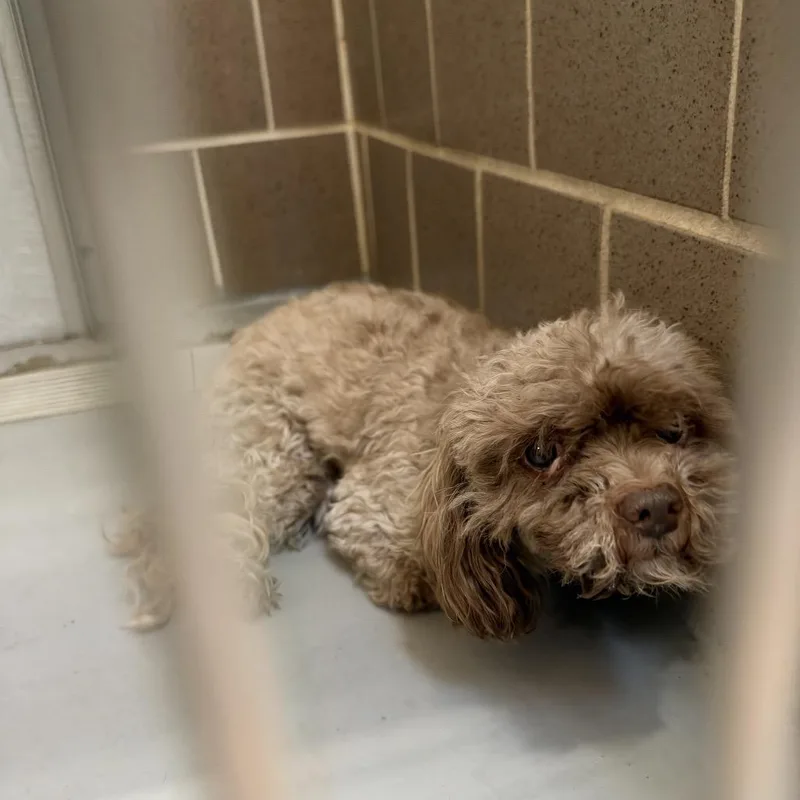 A senior small-sized female Brown / Chocolate Miniature Poodle dog named Belladactyl for adoption in Northbrook, IL