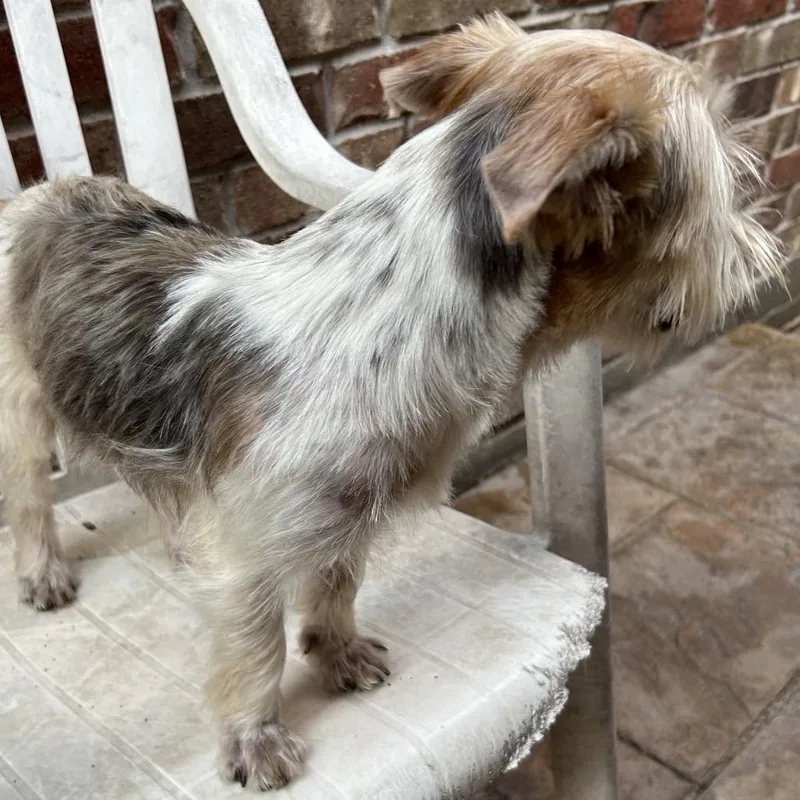 An adult small-sized male Brown / Chocolate Yorkshire Terrier dog named Jake Lamaster for adoption in Houston, TX