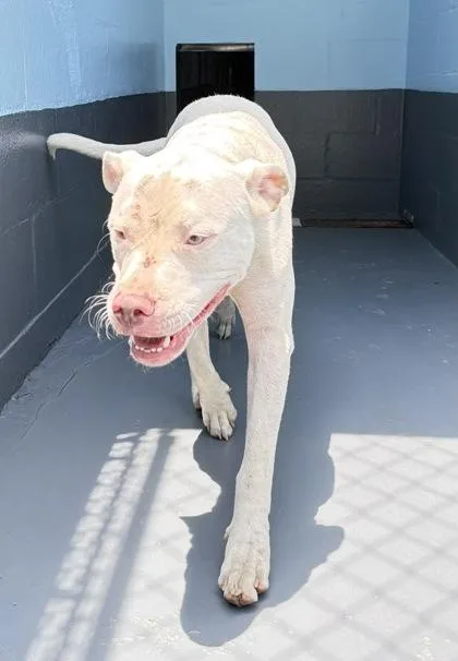 A young large-sized male American Staffordshire Terrier dog named Kane for adoption in Daytona Beach, FL