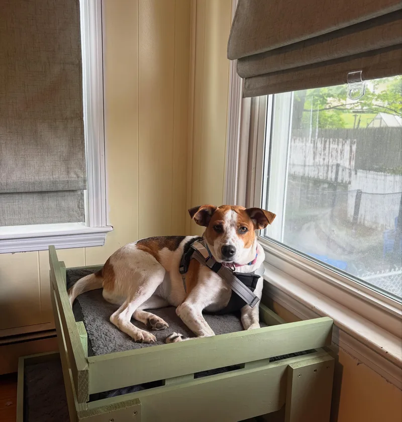 An adult medium-sized female Merle (Red) Beagle dog named Holly for adoption in Columbia, MD
