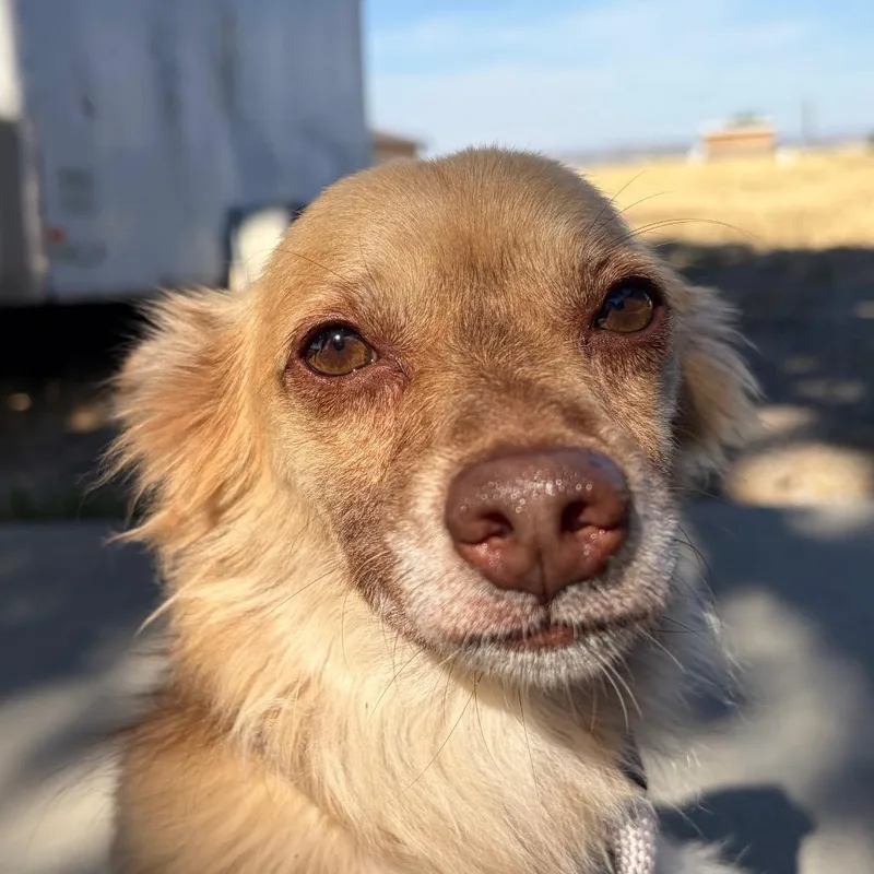 An adult small-sized male Pomeranian dog named Robert for adoption in Chico, CA