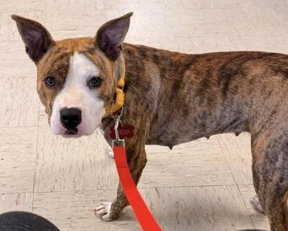 An adult large-sized female Pit Bull Terrier dog named Sidney for adoption in St. Anne, IL